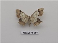 藏品(尺蛾88)的圖片